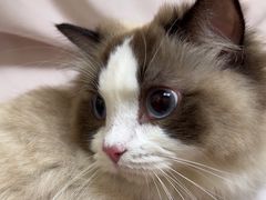 -安安宠医宠物医院·异宠·犬猫内科(岳阳分院)