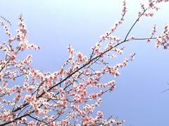 -桃花堤公园