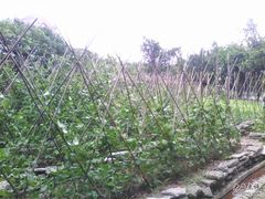 私家菜园-茂德公草堂