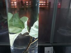 -广东中医药博物馆