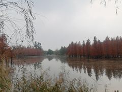 -白鹭湾湿地公园