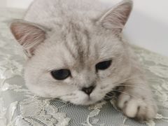 -猫大福·Fortune Cat猫舍(百子湾店)