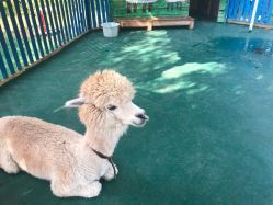 -萌宠亲子动物乐园(槐房万达店)