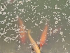 -金城公园