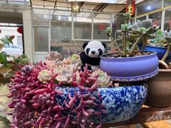 -尼玛藏家风味园(阿山食城店)