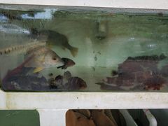 -阿古海鲜大排档(青澳湾自然之门六年好店)