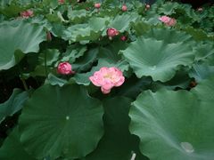 -陈家山荷花公园