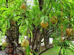 -上海瑞金洲际酒店