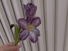 -花邻FloweringLife花艺气球派对(武康大楼店)