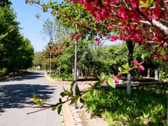 -大兴滨河森林公园