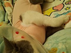 -中农国际动物医院24小时·猫科·骨科·急重症中心