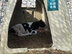 -君乐宝优致牧场