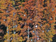 -白鹭湾湿地公园