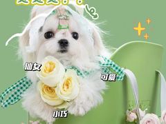 -萌宠之家·腊肠犬·马尔泰·小体犬舍