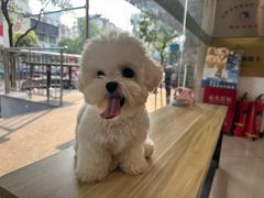-艾贝尔宠物医院 ·中兽医·宠保定点(北门桥店)