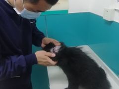 -乖乖宠物医院·猫科·急重症中心(车站北路分院)