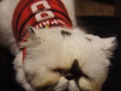 -more than meow吴止猫主题餐厅(承德 中船汇店)