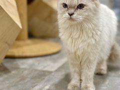 -楼上猫咖(罗湖店)