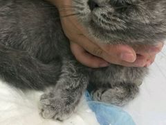 -伟伟宠物医院·CT影像中心·瑞派犬猫综合性门诊(汉口总院)