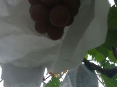 -马陆小张葡萄园农家乐