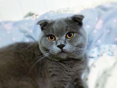 -瑞鹏宠物医院·宠保定点·心脏科·内科(御桥分院)