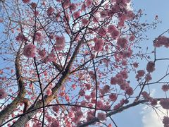 -洛龙公园