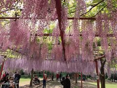 -嘉定紫藤园