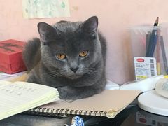 -美联众合动物医院·24h京西诊疗中心
