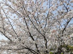 -高东镇樱花园