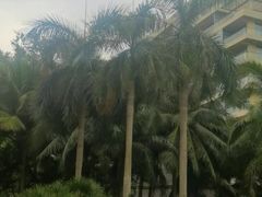 -三亚湾红树林度假世界(木棉酒店)