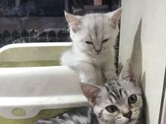 -1013 PET SHOP精品宠物商店(丁香店)