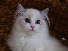 -Bastet sally猫舍购宠(静安店)