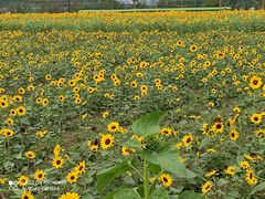 -苏州太湖西山岛开心农场