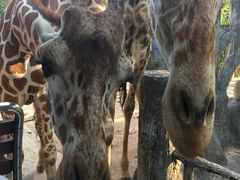 -清迈夜间动物园