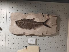 -辽宁古生物博物馆