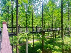 -黄海国家森林公园