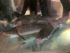 -瑞琳阿尔泰冷水鱼(于田街店)