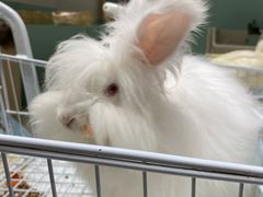 -怪兽屋·羊驼·猫咖·狗咖(俊华广场店)