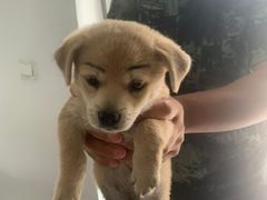 -臻味小馆融合菜