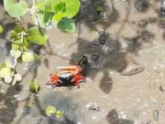 -北海金海湾红树林生态旅游区