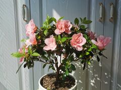 -双季花艺园艺市场(浦东店)