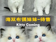 -小猫来了·猫舍(红山六九七九店)