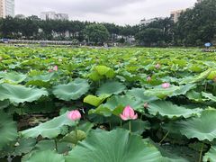 -潘塘公园
