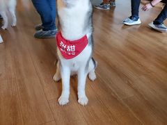 -Husky Go! 哈士奇体验馆·宠物咖啡厅狗咖