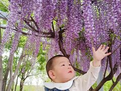 -嘉定紫藤园