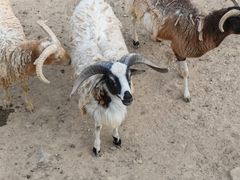 -泉州海丝野生动物世界