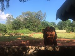 -海南热带野生动植物园