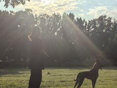 -北京京卫宠物寄养训练中心