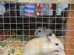 -青石桥花鸟鱼虫市场(叠翠城店)