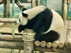 -大连森林动物园